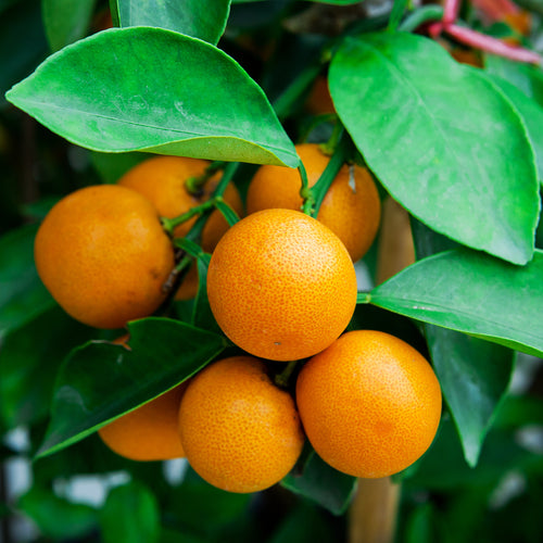 Malta Tree (Sweet Orange)