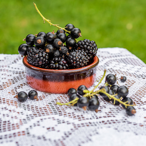 Blackberry Plant (Rubus fruticosus – Easy-Harvest Berries Without the Thorns)