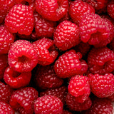 Raspberry Plant