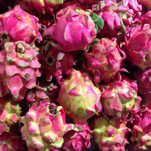 Dragon Fruit Plant (White Variety)