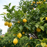 Meyer Lemon Tree