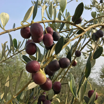 Olive Tree (Arbequina Variety)