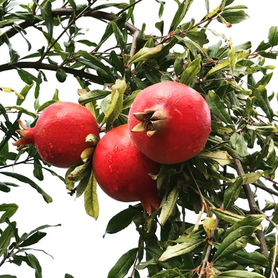 Wonderful Pomegranate Tree