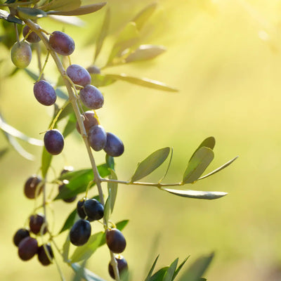 Olive Tree (Gemlik Variety)