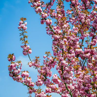 Flowering Trees