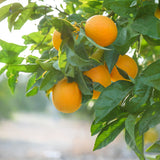 Tarocco Orange Tree