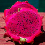 Dragon Fruit Plant (Purple Variety)