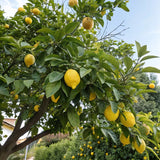 Meyer Lemon Tree