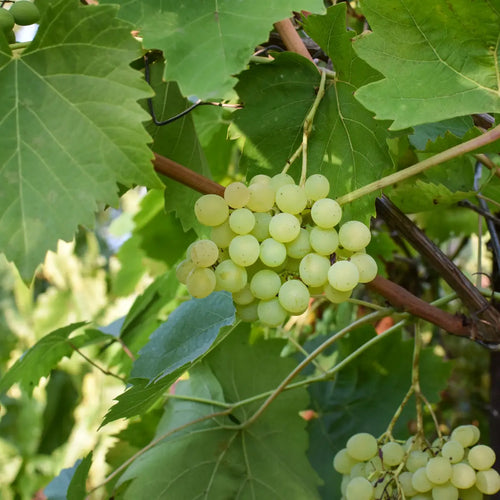 Sultana Grape Vine