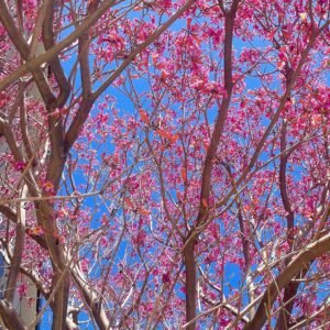Pink trumpet