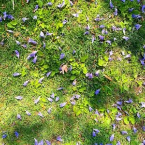 Jacaranda Mimosifolia