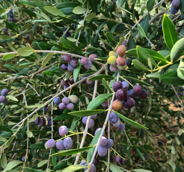 Olive-Arbiquina