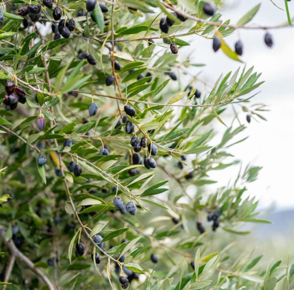 Olive-koronoki