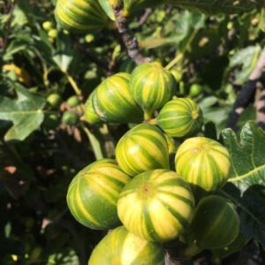 Fig ‘Panache tiger stripe’