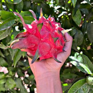 Dragon Fruit – White-fleshed pitahaya