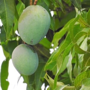Mango ‘Sensation’