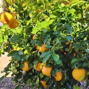 Rio Red Grape fruit