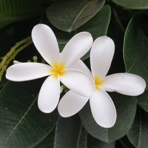 Gul-e-Cheen(Fragrant) – Plumeria Rubra
