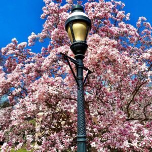 Magnolia X Soulangeana