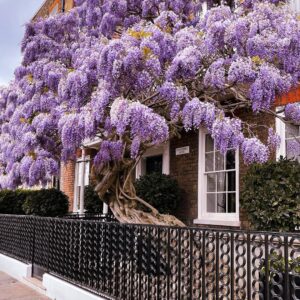 Wisteria Sinensis - Wisteria Tree