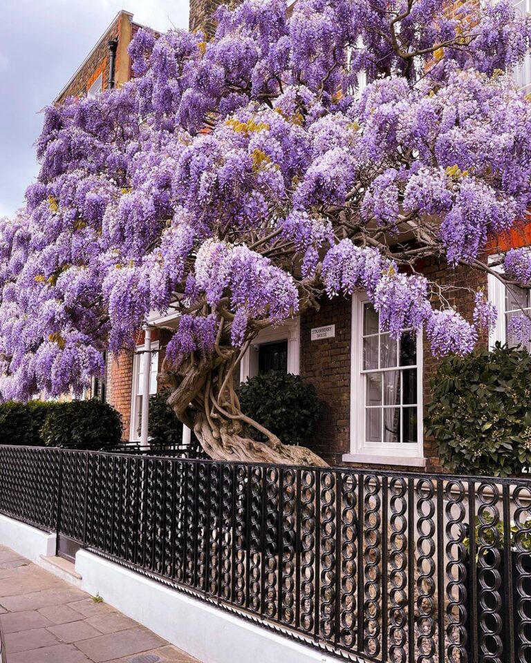 Wisteria Sinensis - Wisteria Tree