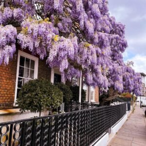 Wisteria Sinensis – Wisteria Tree