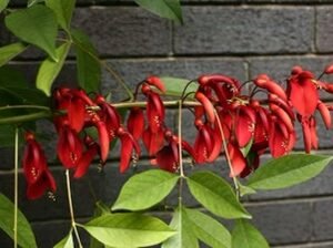 Coral Tree – Erythrina Blakei