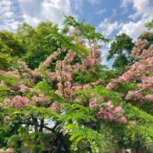 Cassia Nodusa