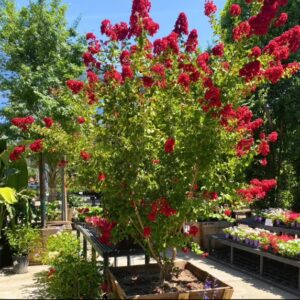 Lagerstromia 'Dynamite'