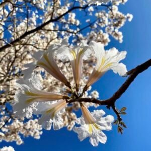 White Trumpet Tree – Tabebuia Roseo alba