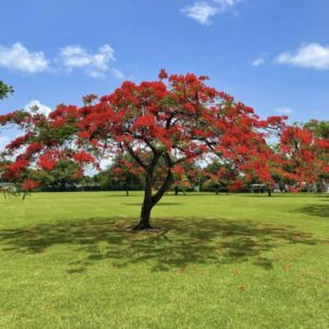 Gul-e-Mohar  - Delonix Regia