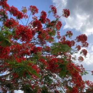 Gul-e-Mohar  – Delonix Regia