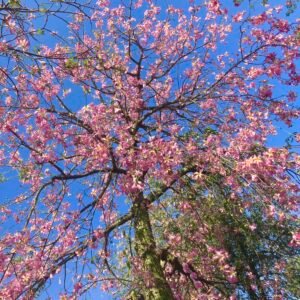 Buda Tree
