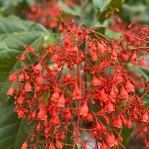 Brachychiton Acerifolius Grafted