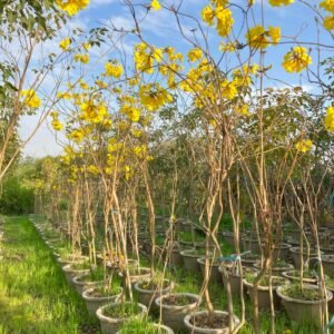 Golden Trumpet Tree – Tabebuia Chrysantha