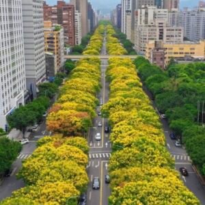 Golden Rain Tree – Koelreuteria Paniculata