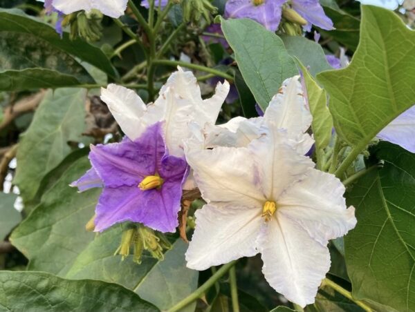 Solanum macranthum - Brazilian Potato Tree