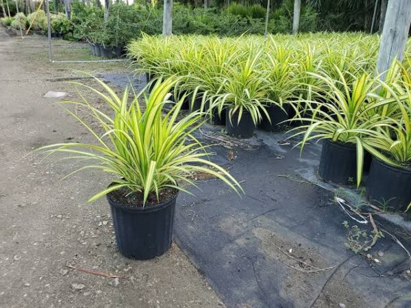 Pandanus Bapsisti