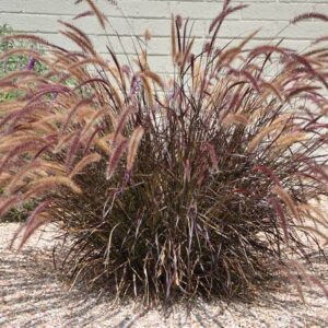 Pennisetum Rubrum