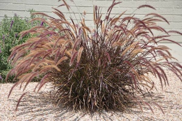 Pennisetum Rubrum